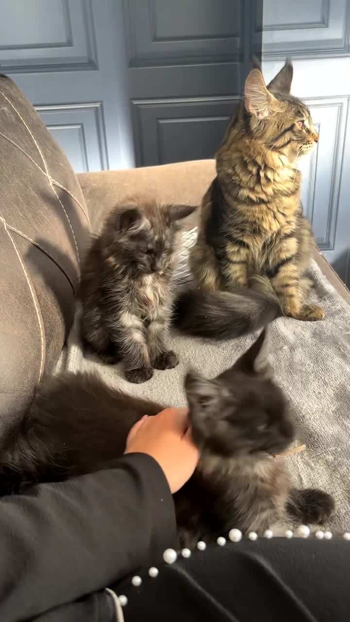 Maine Coon cats for sale: Precious little babies ❤️💙 - Video 1