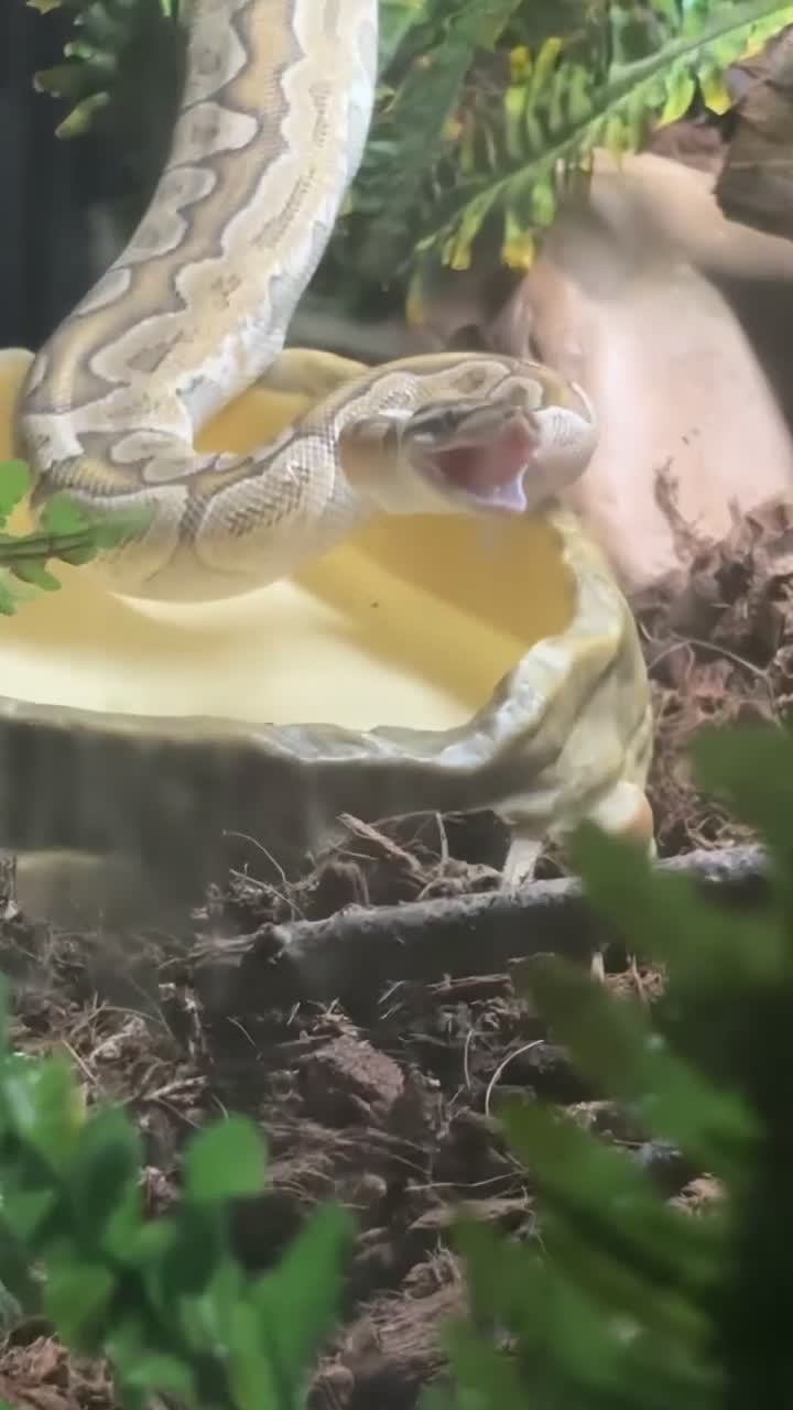Python Snake reptiles for sale: female bamboo royal python  - Video 1