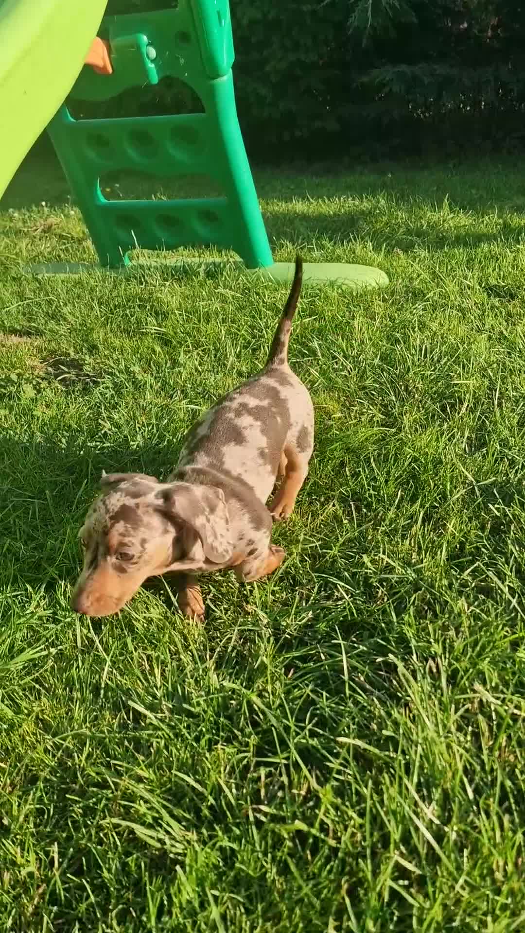 Dachshund dogs for sale: Standard Dachshund Show-quality Puppies - Video 1