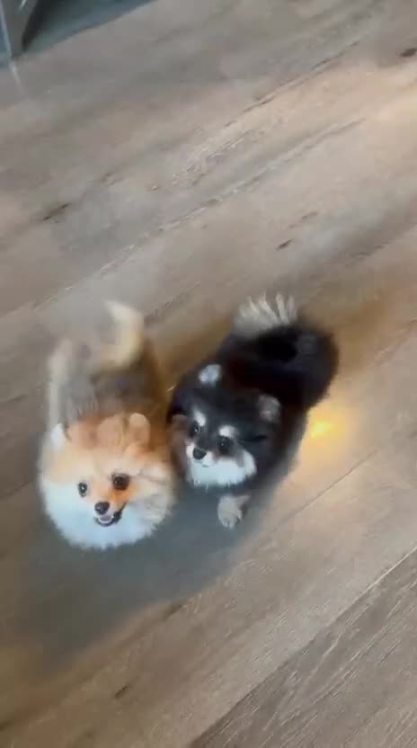 Pomeranian dogs for sale: Beautiful Pomeranian girls  - Video 2