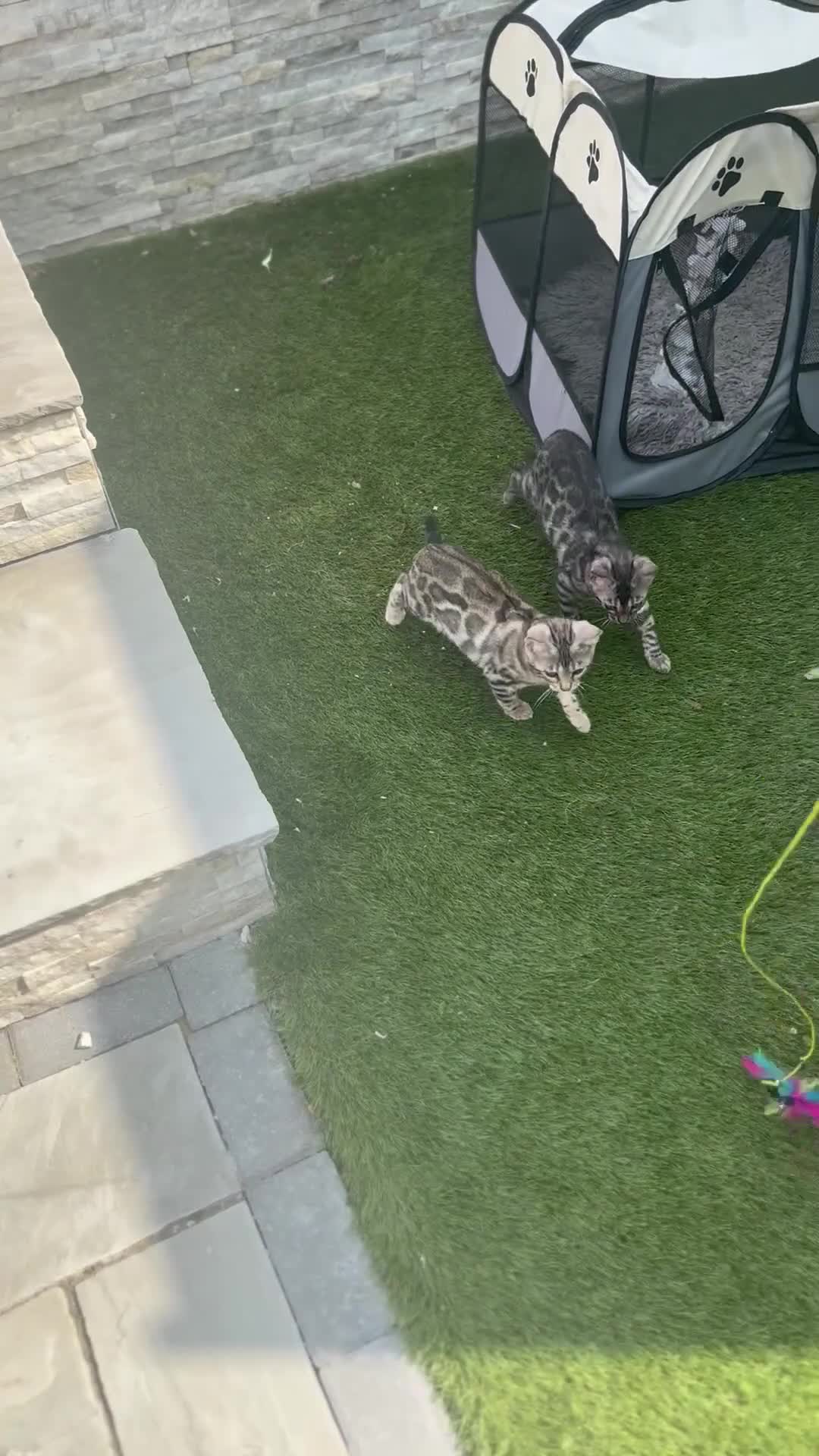 Bengal cats for sale: 1silver female  bengal 1charcoal male bengal pure - Video 1