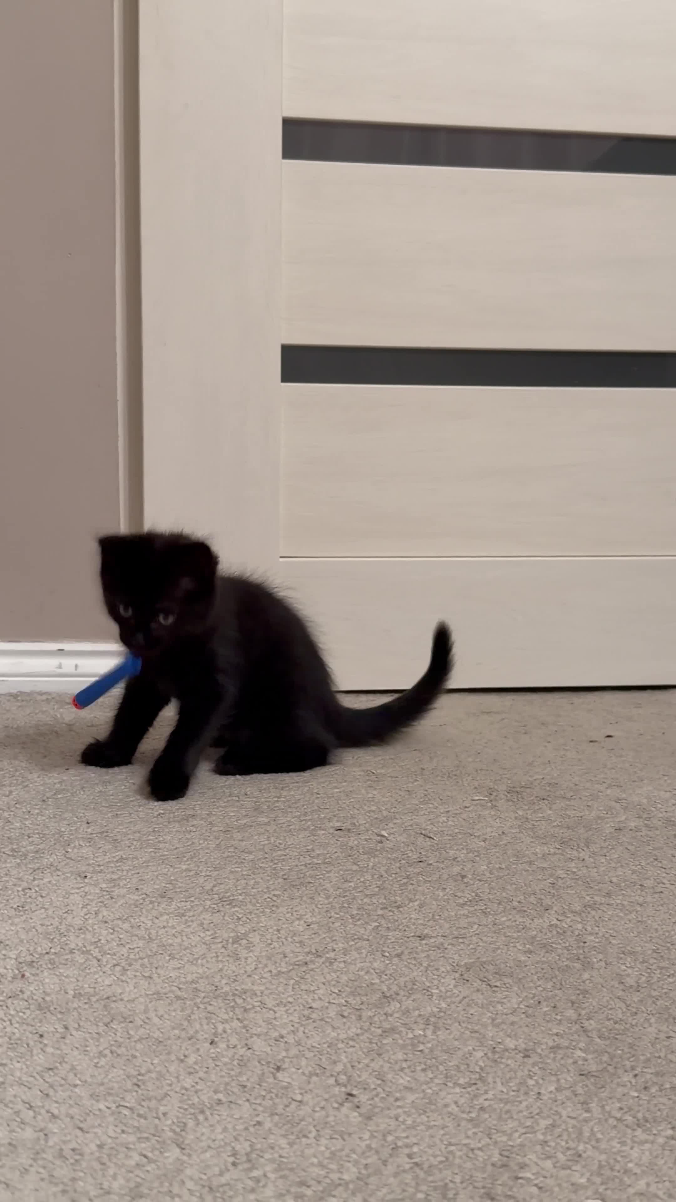 Mixed Breed cats for sale: Two gorgeous kittens looking for a loving home  - Video 1