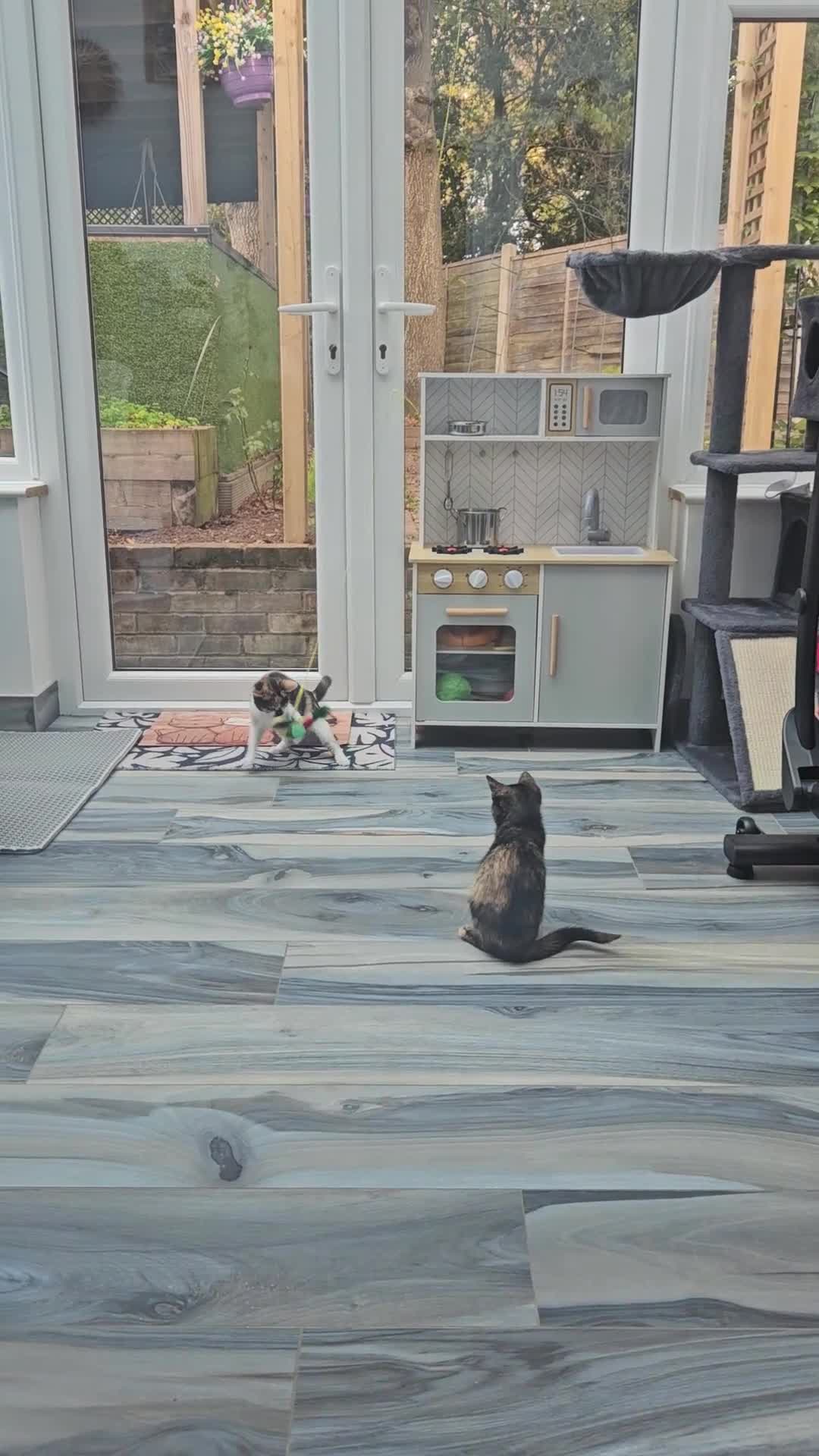 European cats for sale: Lovely 2 sisters kittens ready to find a new home. - Video 1