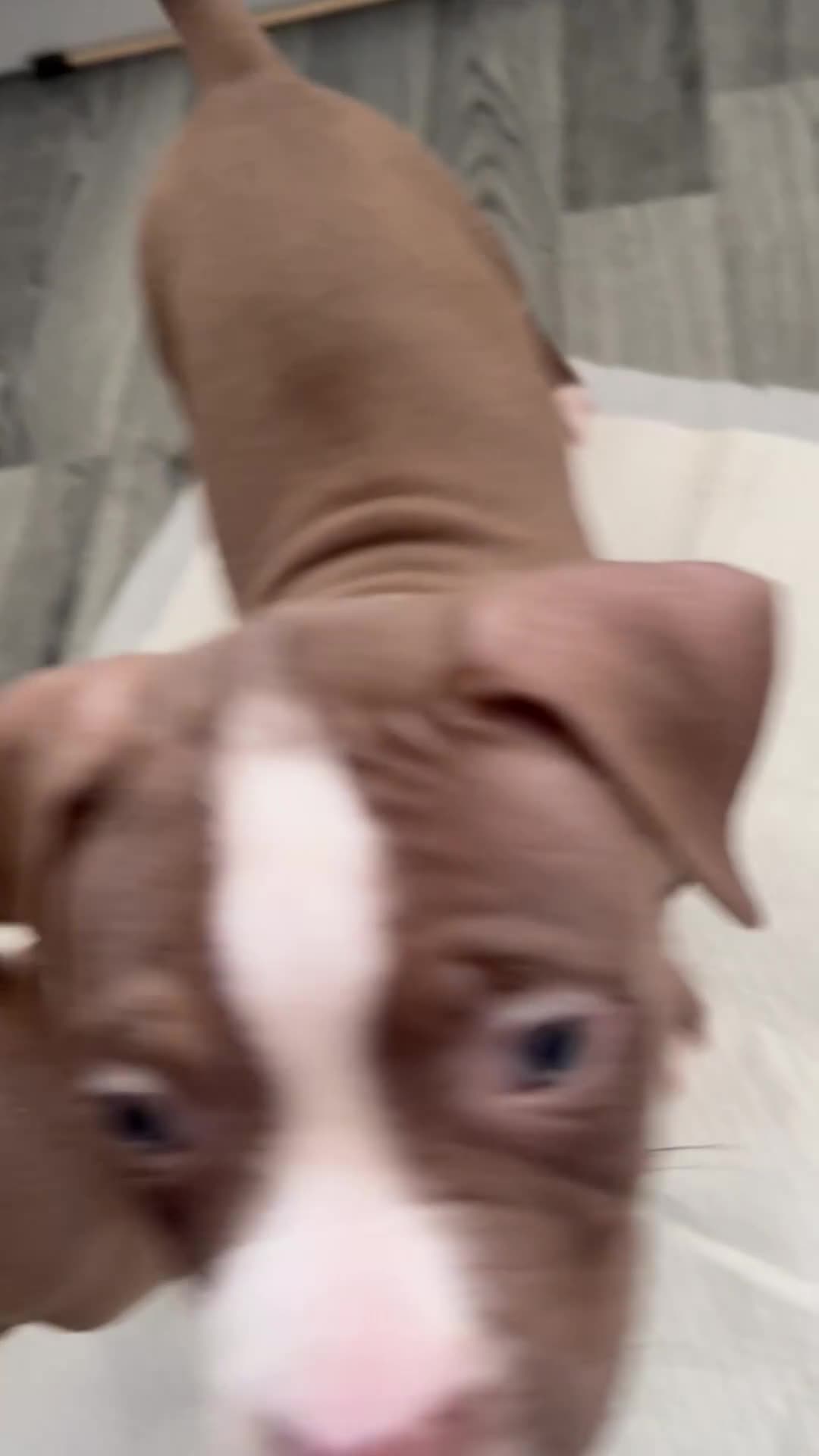 Mixed Breed dogs for sale: 3 gorgeous girls in Preston - Video 3