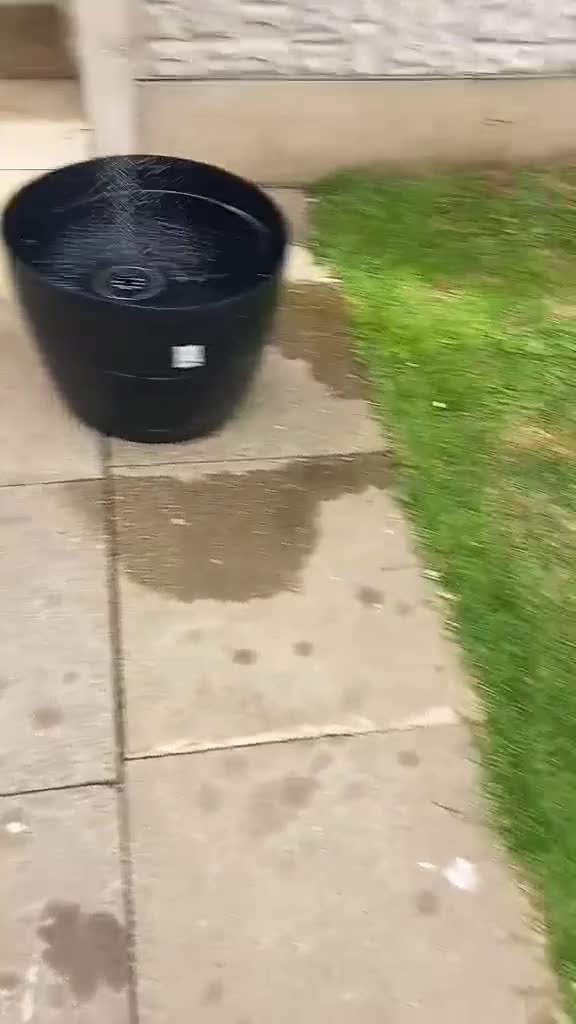 Cocker Spaniel dogs for sale: Cocker spaneil puppies  in Nottingham - Video 1