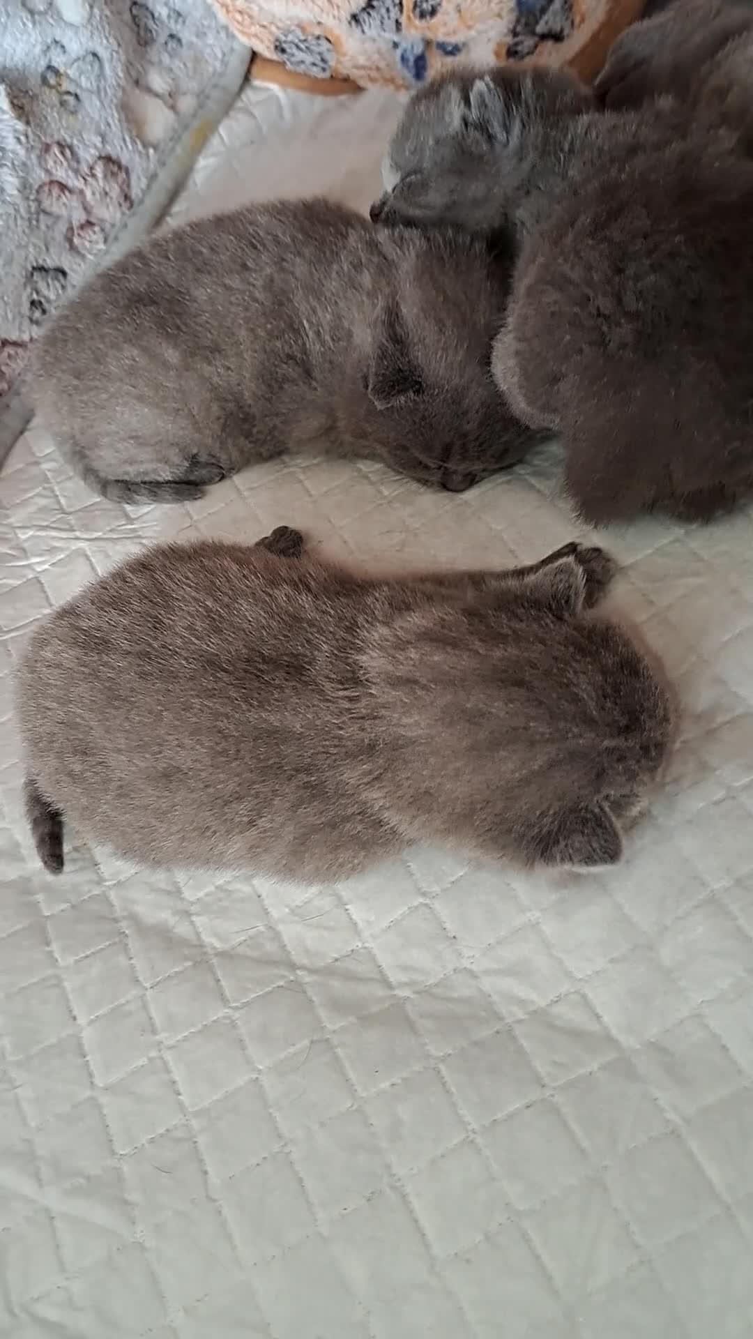 British Shorthair cats for sale: British Shorthair Blue  - Video 1