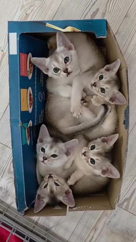 Abyssinian cats for sale: GCCF registered Abyssinian Kittens  - Video 1