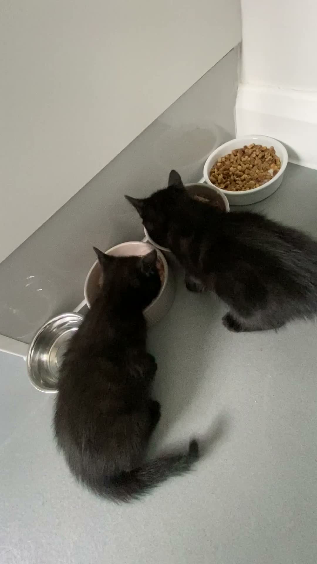Mixed Breed cats for sale: Fabulous half Russian Blue kittens 🐾 - Video 1
