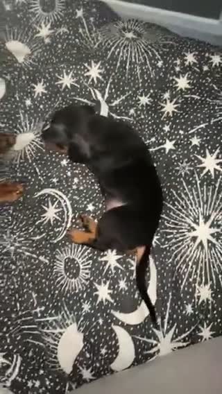 Dachshund dogs for sale:  DACHSHUND PUPPIES!! BEAUTIFUL AND HEALTHY - Video 4