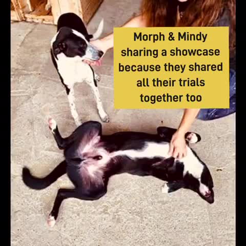 Mixed Breed dogs for adoption: Pretty Mindy. Reserved STC. in Brixham - Video 1