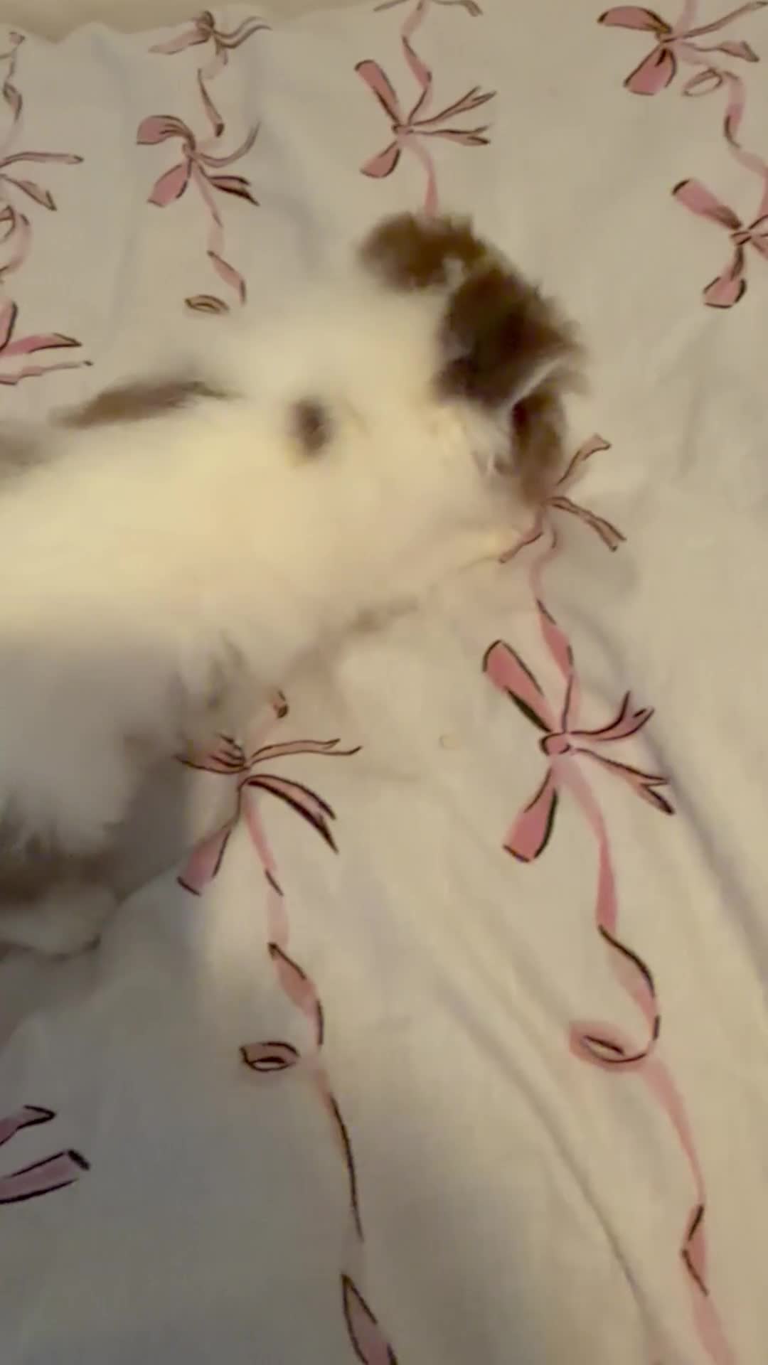 British Shorthair cats for sale: Champion line British longhair  - Video 2