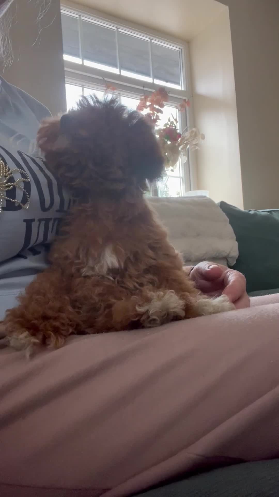 Cavapoo dogs for sale: Merlesque 5⭐️F1b curly teddy bear coats  - Video 3