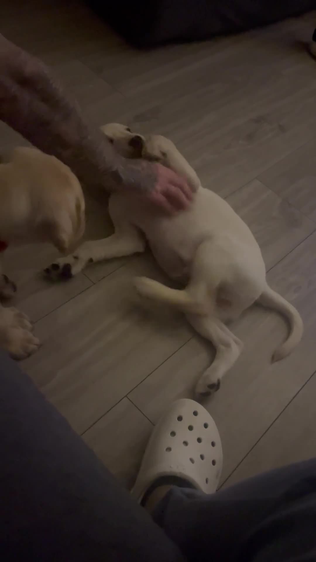 Labrador Retriever dogs for sale: Labrador puppy with papers  - Video 1