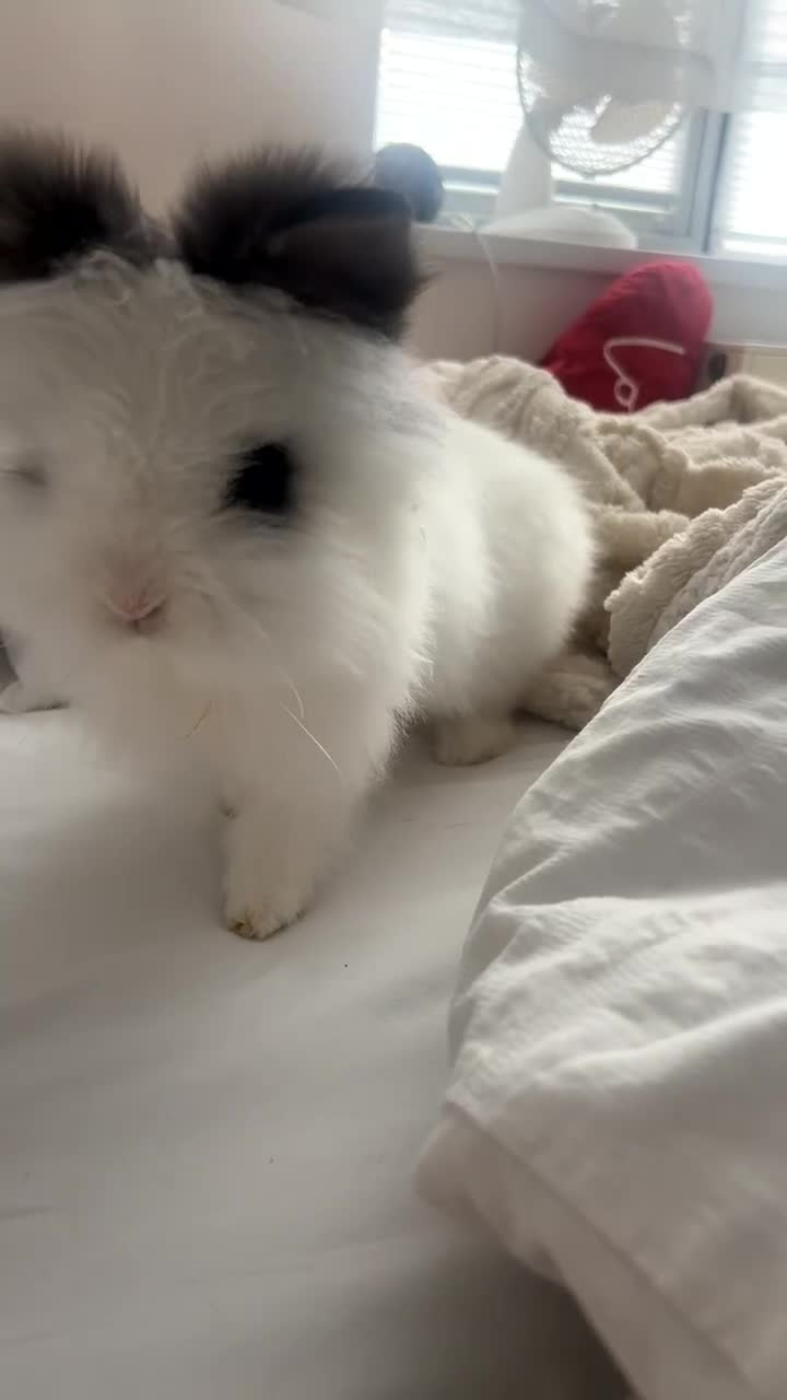 Lionhead rabbits for sale: LionHead Bunny - Video 1