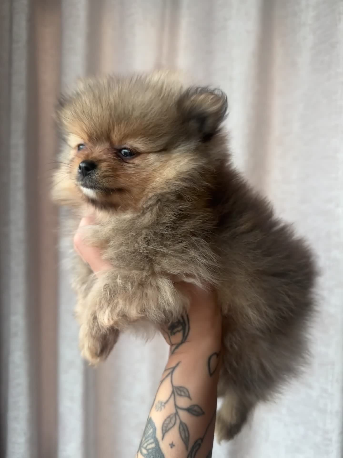 Pomeranian dogs for sale: READY TO GO🩵🐻2 stunning KC Pomeranian puppies🐻 - Video 4