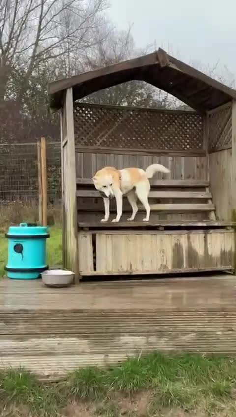 Mixed Breed dogs for adoption: Egyptian girl Cleo is looking for her forever home - Video 3