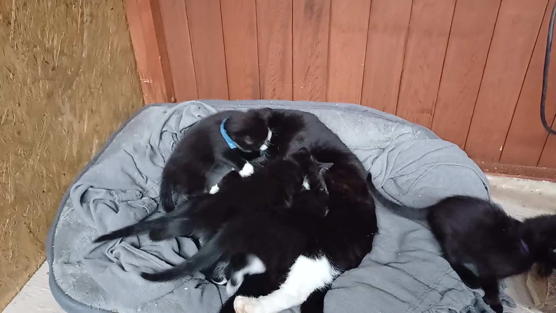 Mixed Breed cats for sale: Misty – Beautiful Loving Mother - Video 1