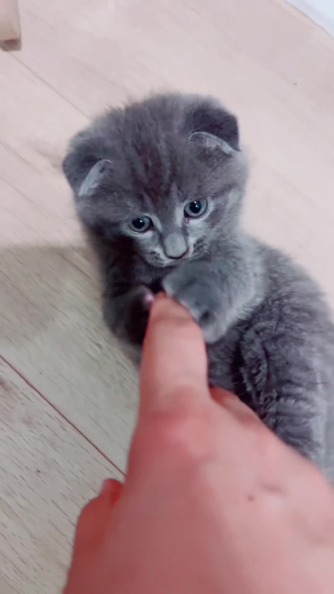 Scottish Fold cats for sale: Scottish-fold Kittens   - Video 4