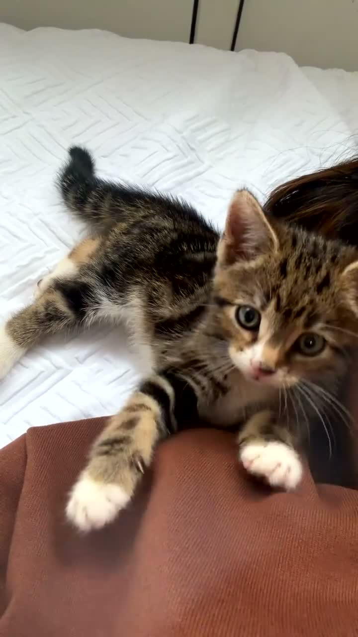 Mixed Breed cats for sale: 11 Week Male Kitten - Video 1