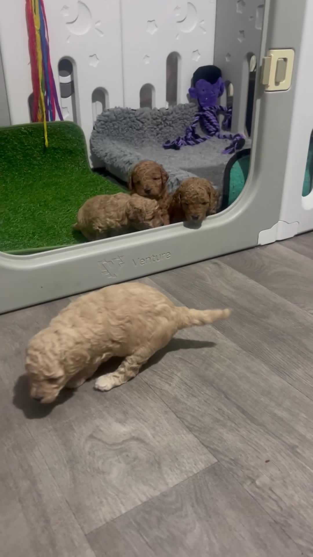Toy Poodle dogs for sale: Gorgeous kc registered toy poodle pups  - Video 2