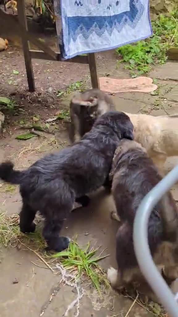 Mixed Breed dogs for adoption: 🌼 SWEET BUTTERCUP - LAST GIRL FROM THIS LITTER 🌼 in Bristol - Video 1