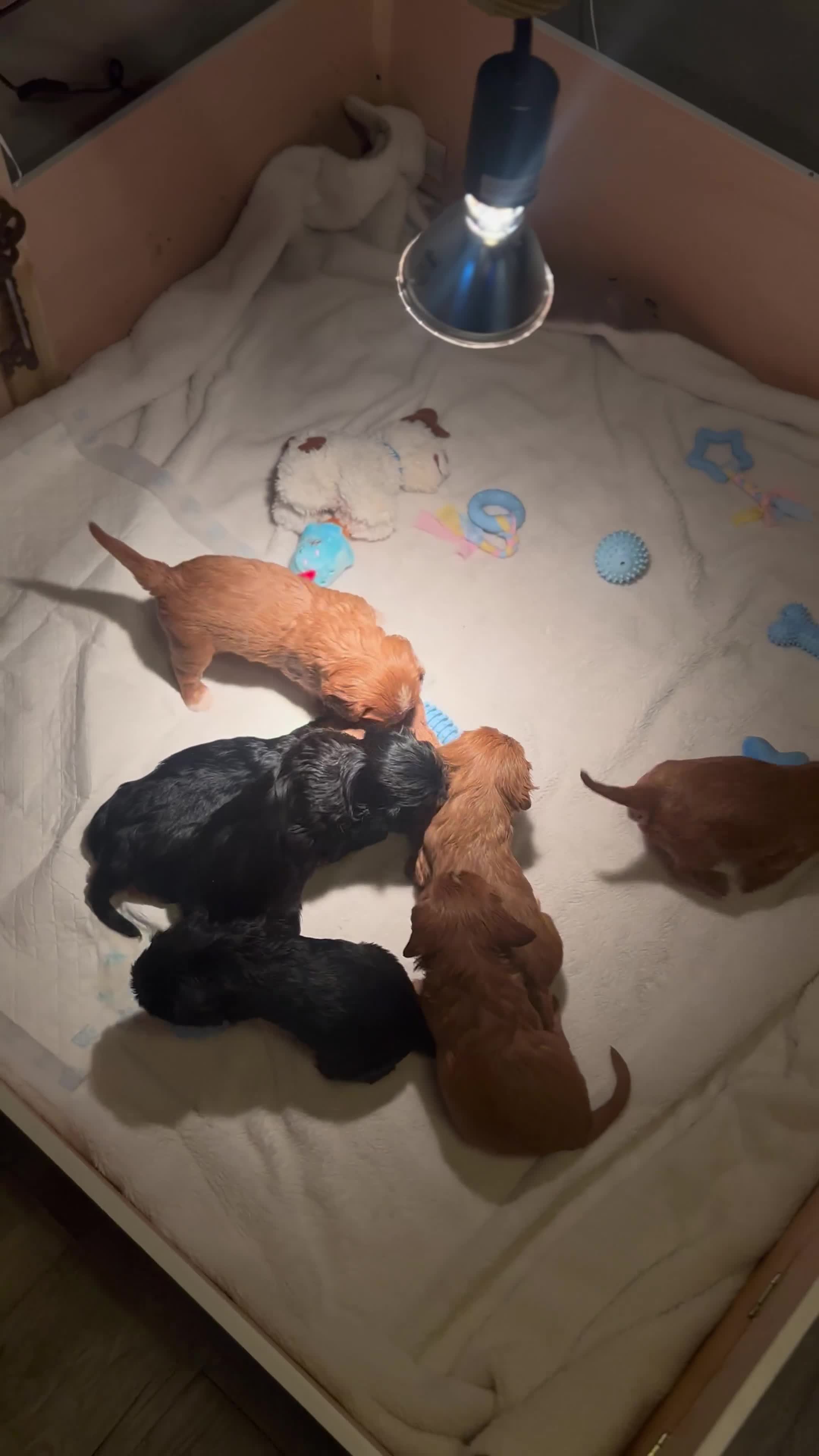 Cavalier King Charles Spaniel dogs for sale: 🫶🏻 Cavalier King Charles 🐶 - Video 2