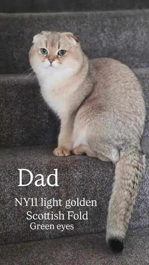 Munchkin cats for sale: Munchkin / Scottish fold kittens - Video 1