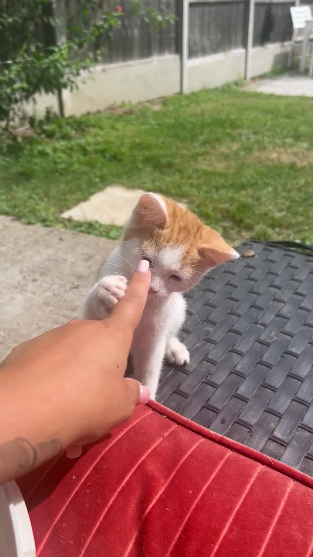 Mixed Breed cats for sale: Beautiful Playful  Kitten Ready for Loving Home - Video 1