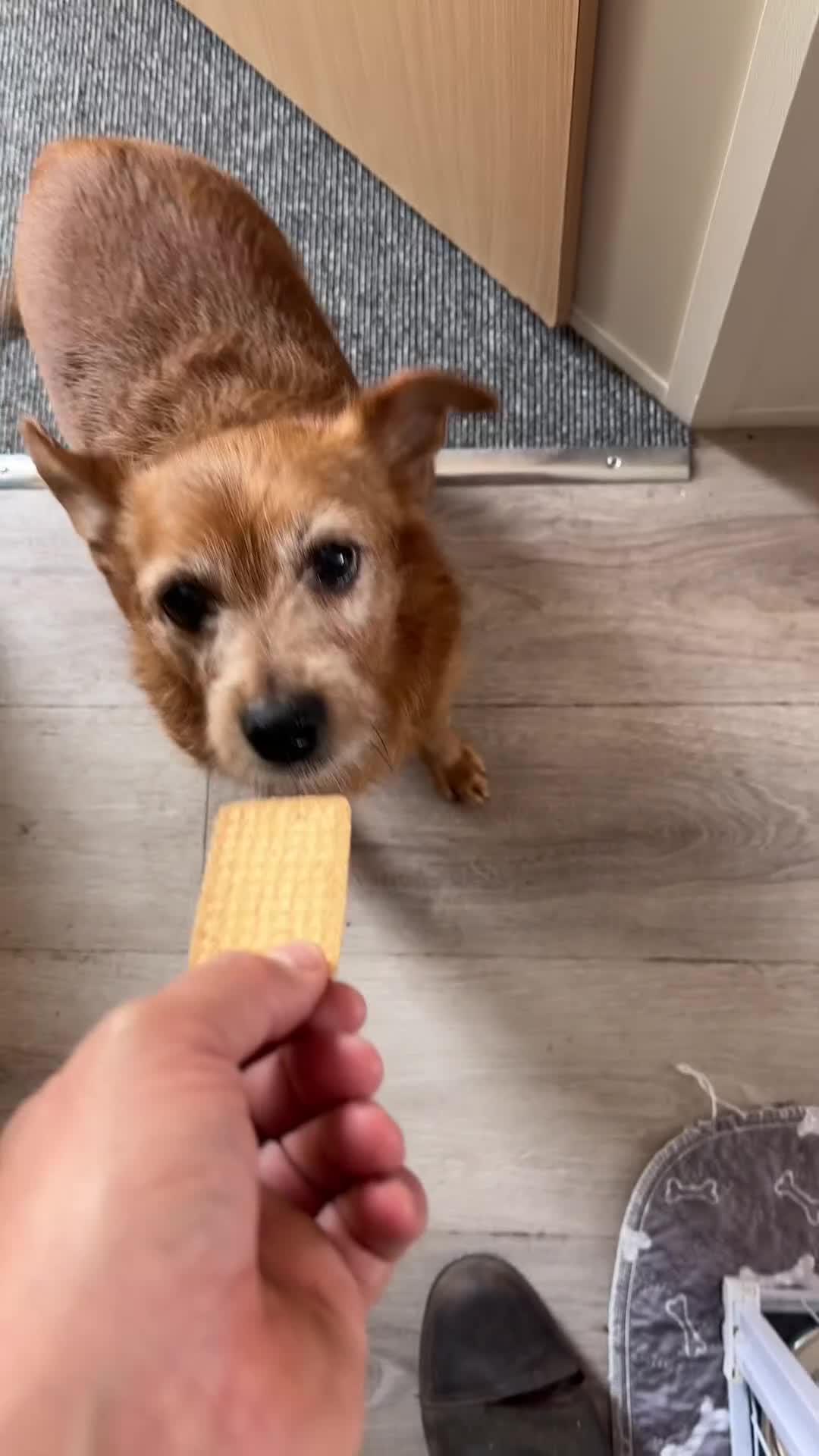 Jackapoo dogs for sale: 1 beautiful boy  in Warrington - Video 1