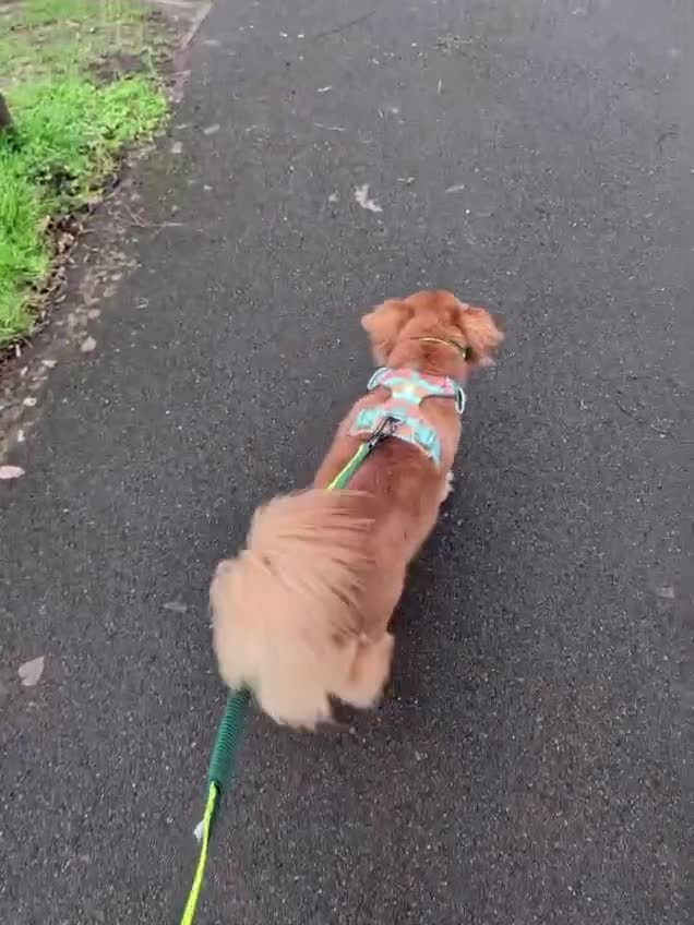 Mixed Breed dogs for adoption: Sweet Roka Needs LoVE - Video 3