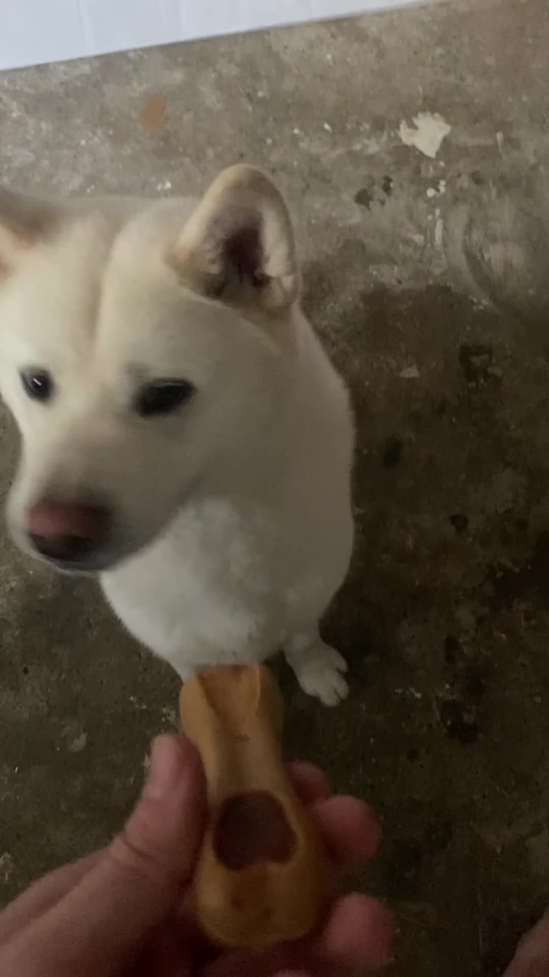 Akita dogs for sale: Akita for sale  in Darlington - Video 1