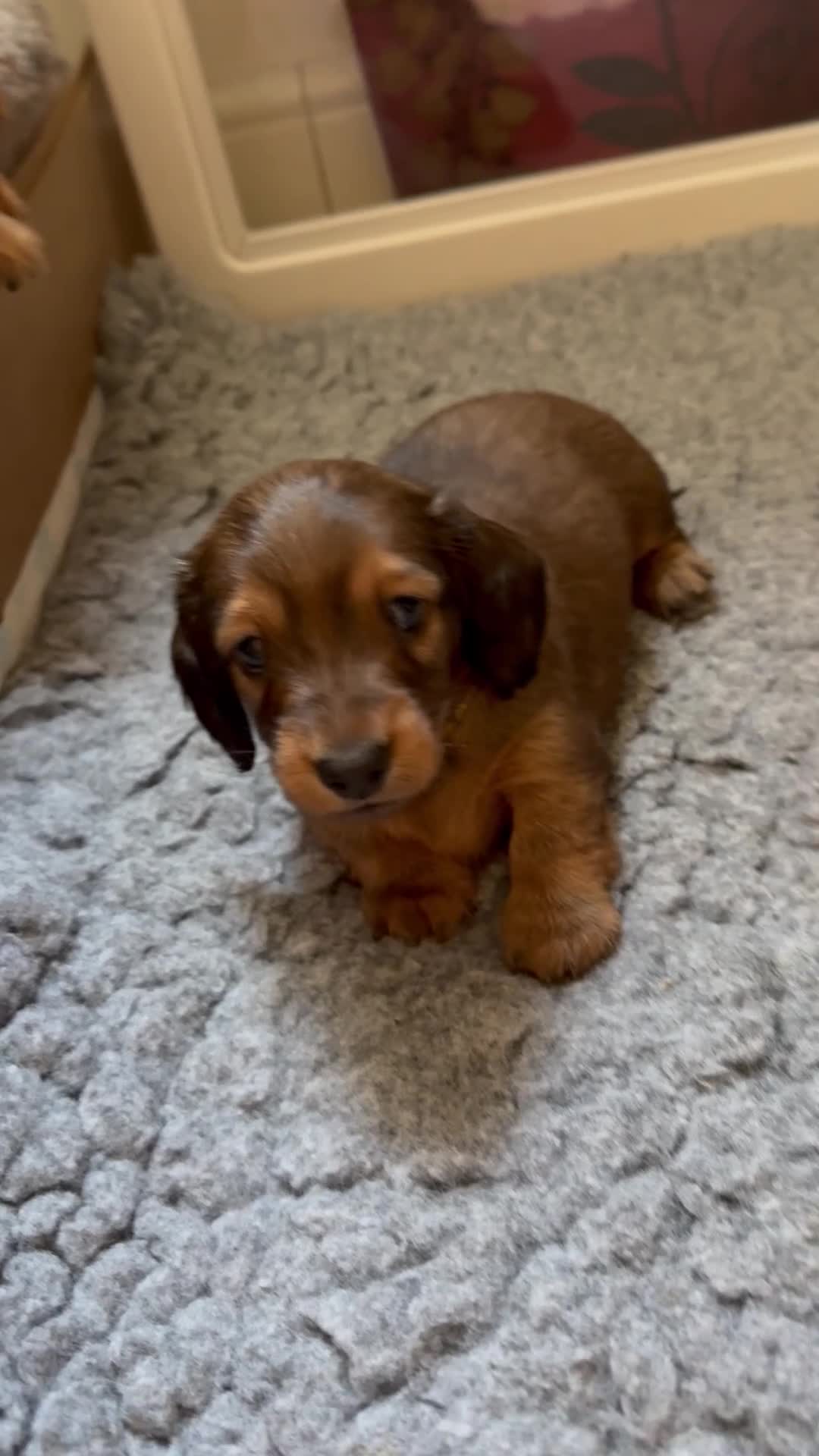 Miniature Dachshund dogs for sale: Show type mini longhair Boy from Crufts finalist  - Video 1