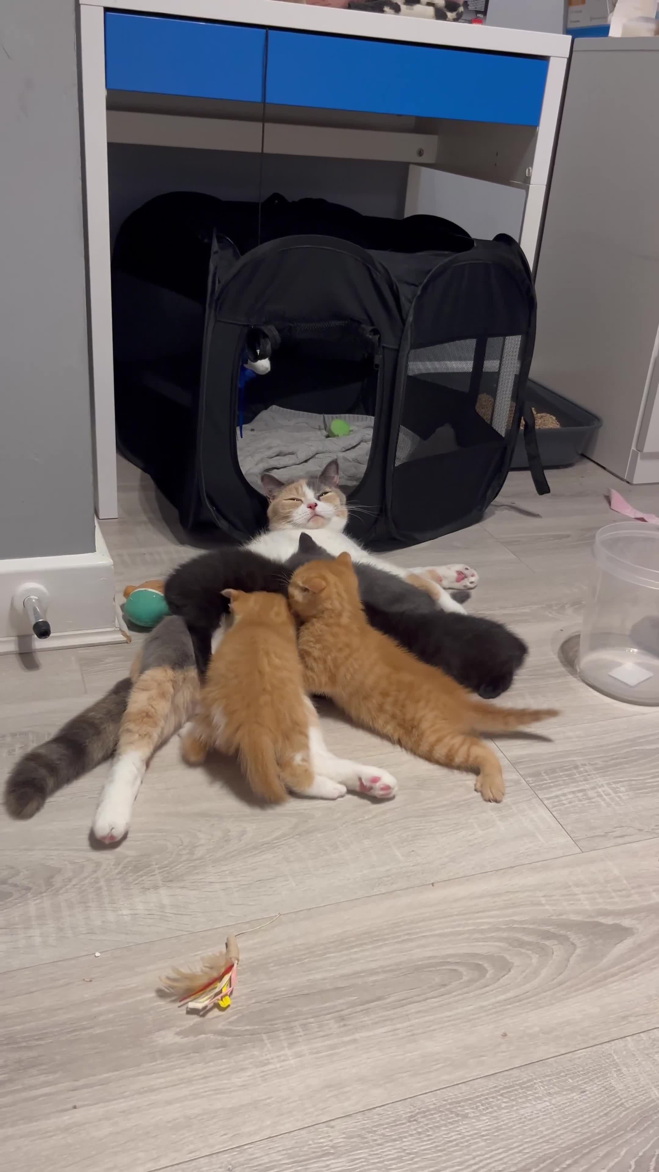 Mixed Breed cats for sale: X5 kitten for sale  - Video 1