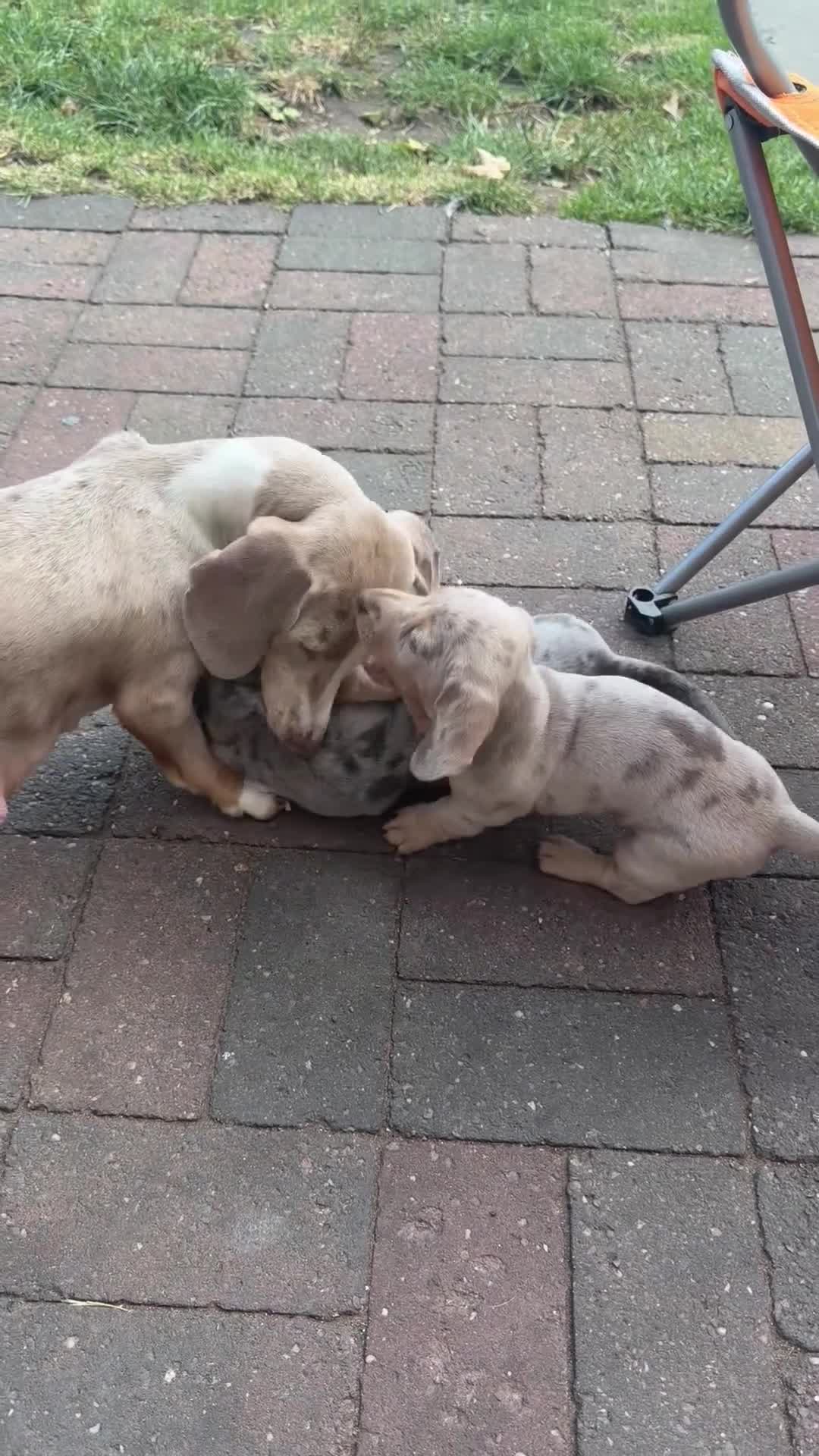 Dachshund dogs for sale: 3 beautiful dashound puppies !  - Video 1