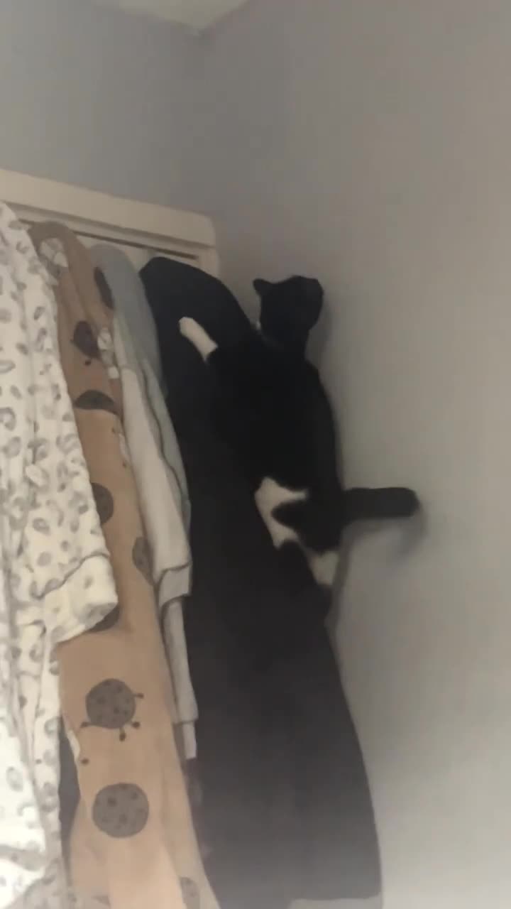 Mixed Breed cats for sale: Black n white kitten  - Video 1