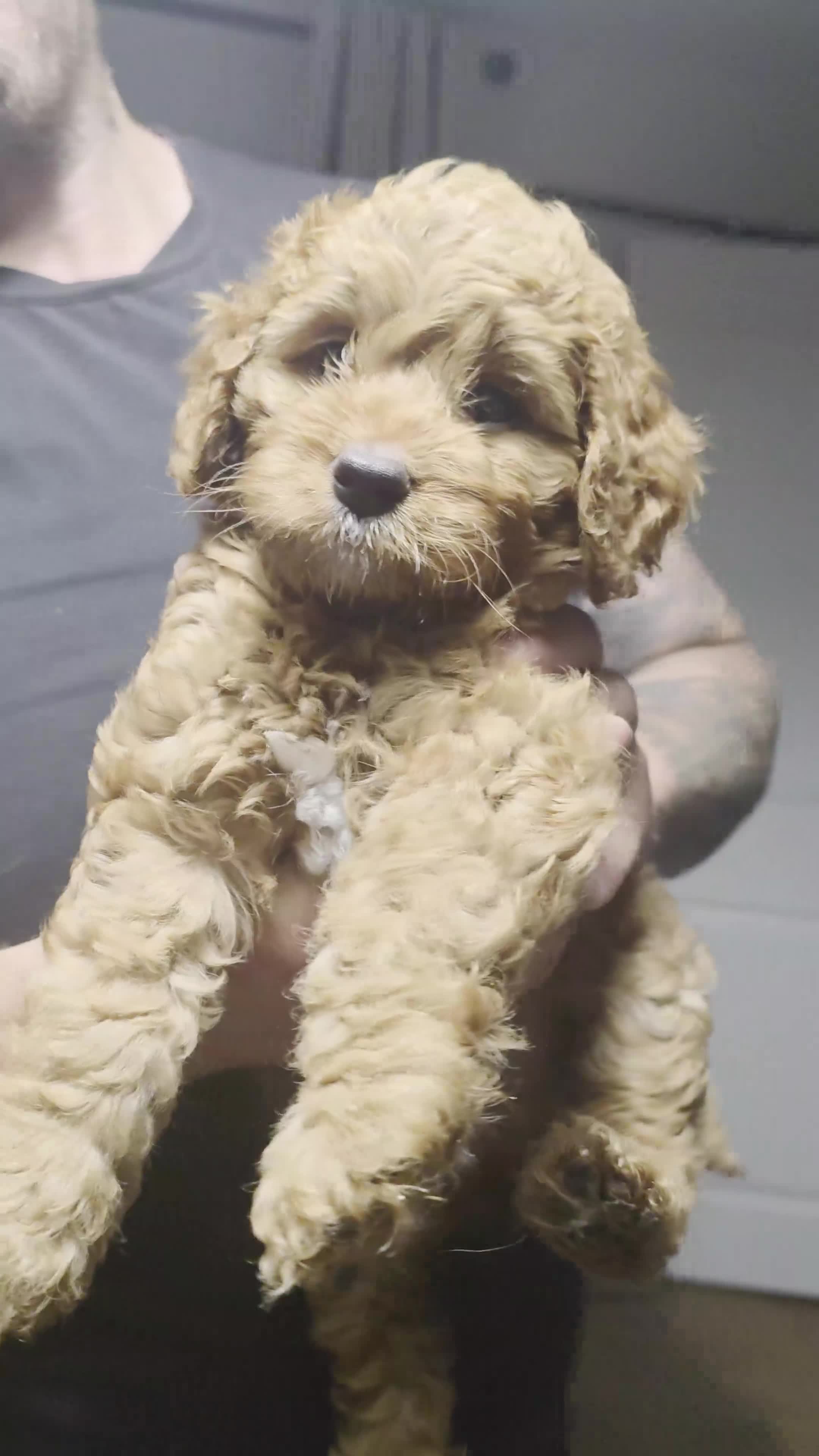 Cockapoo dogs for sale: FINAL GORGEOUS F1B TOY COCKAPOO GIRL - BRISTOL - Video 2