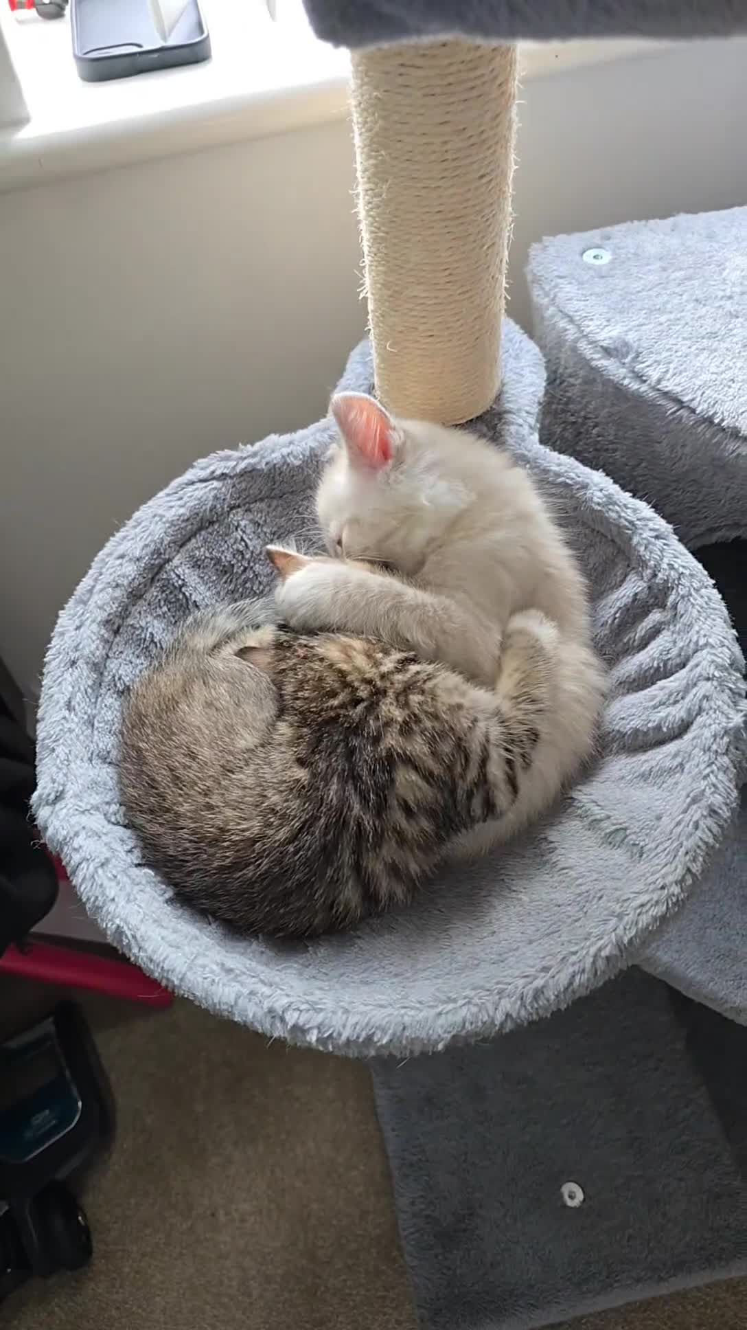 Mixed Breed cats for sale: Two beautiful kittens - Video 1