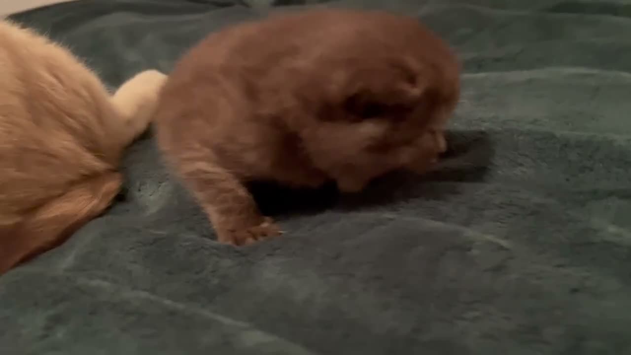 British Shorthair cats for sale: Beautiful Quality Chunky BSH Kittens  - Video 1