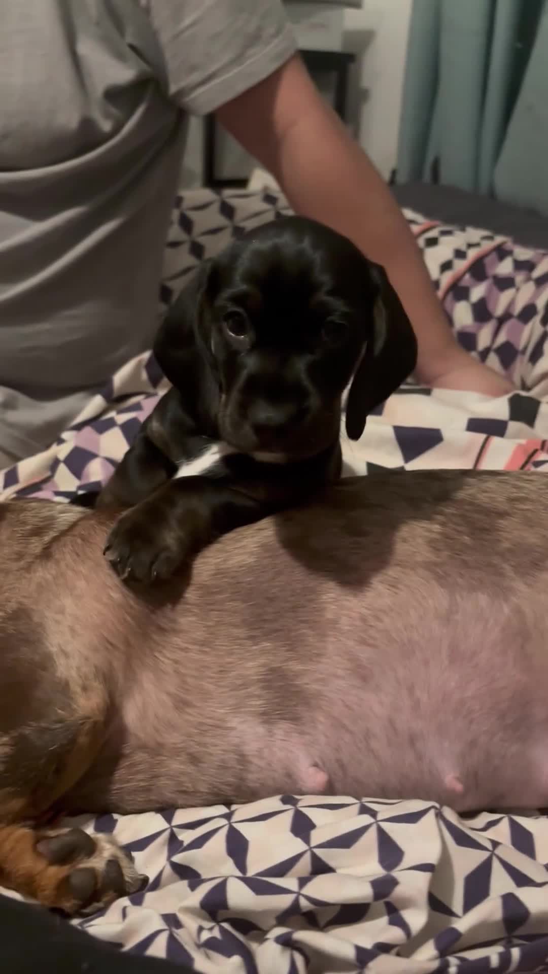 Mixed Breed dogs for sale: Mini dachshund X cocker spaniel male  - Video 1