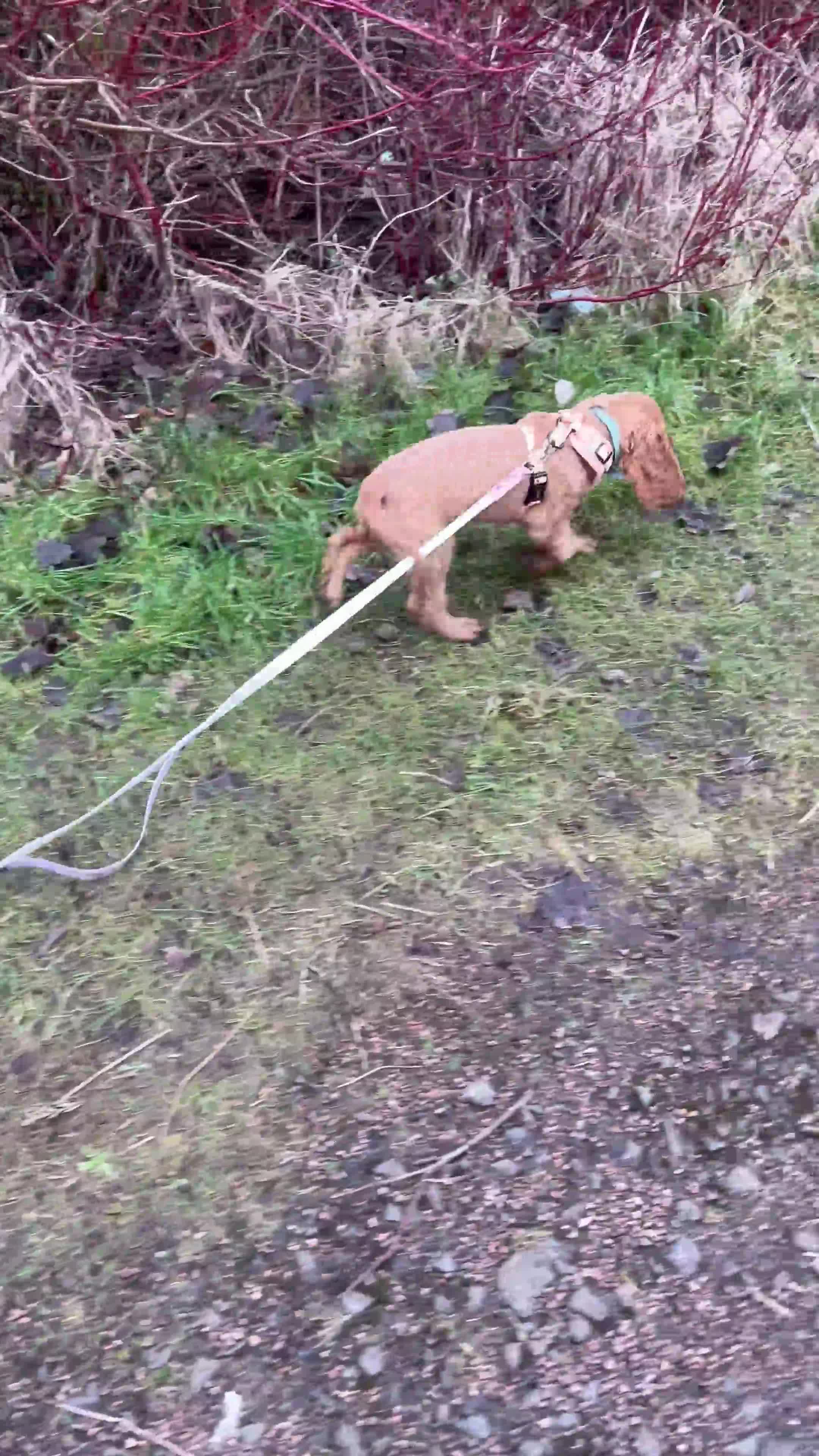 Cocker Spaniel dogs for sale: Cocker spaniel - Video 3