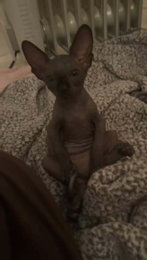 Sphynx cats for sale: Stunning sphinx kittens  - Video 3