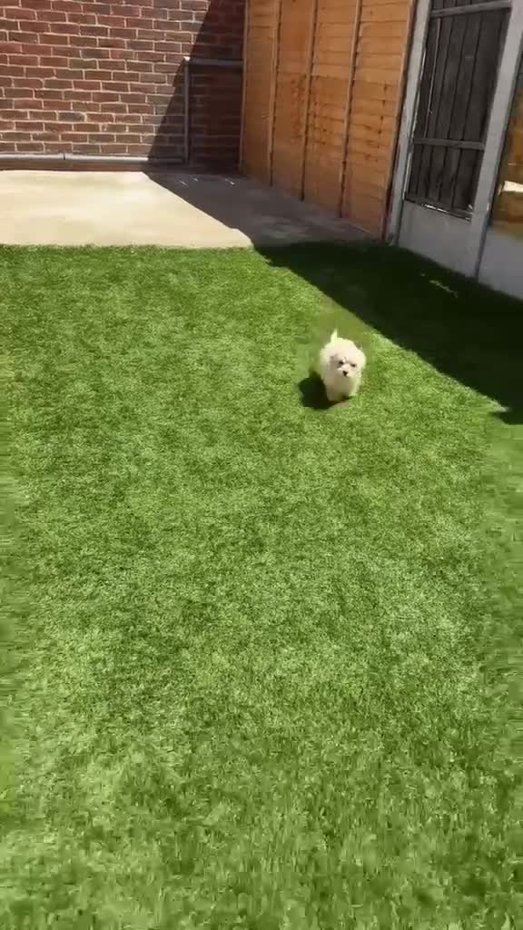 Maltipoo dogs for sale: Leo maltipoo puppy - Video 1