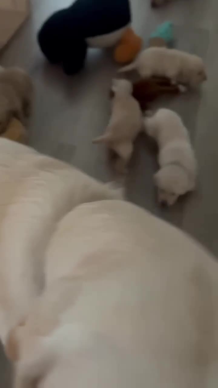 Labrador Retriever dogs for sale: Maggies beautiful babies confirmed - Video 2