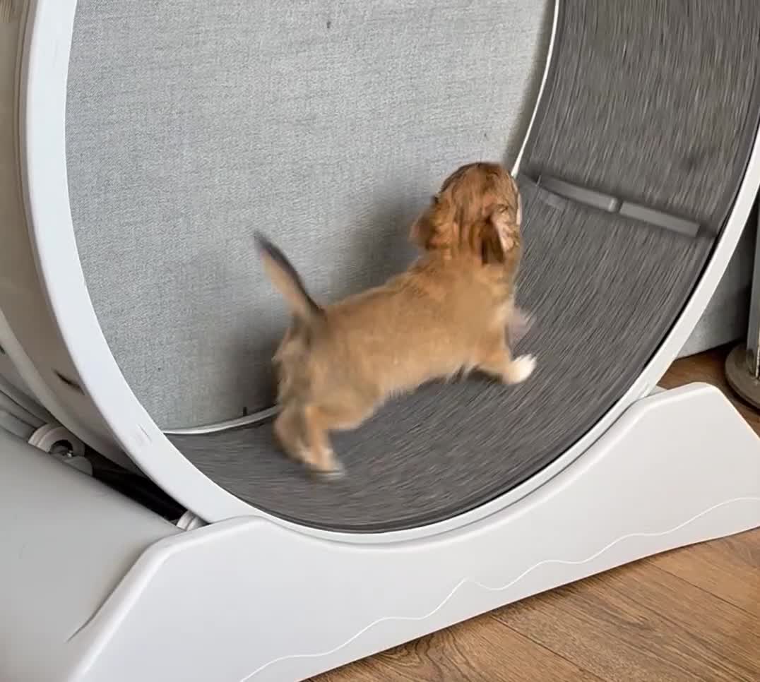 Chihuahua dogs for sale: Last show quality KC long coat Boy  - Video 1