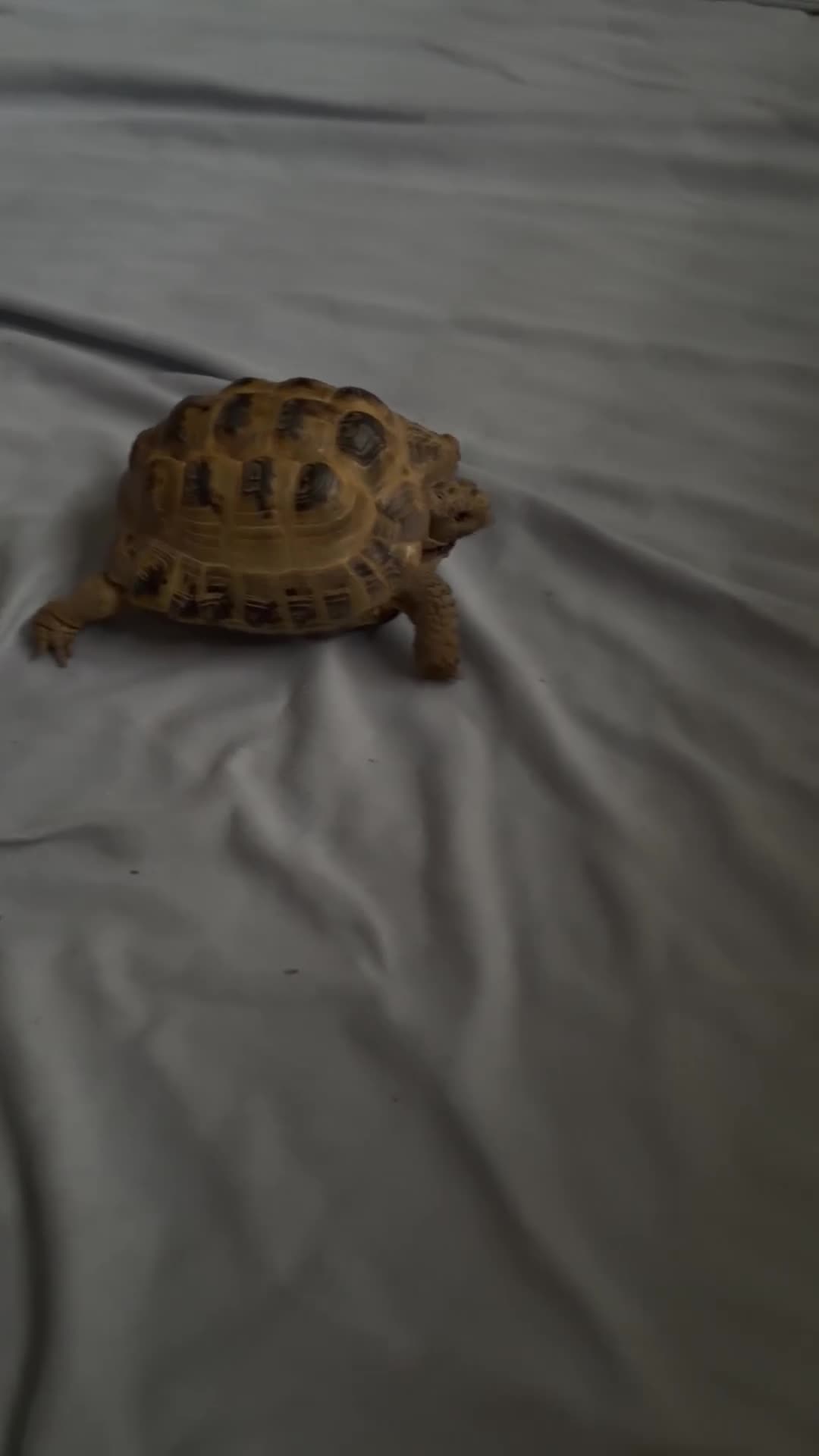Tortoise reptiles for sale: Horsefield tortoise  - Video 1