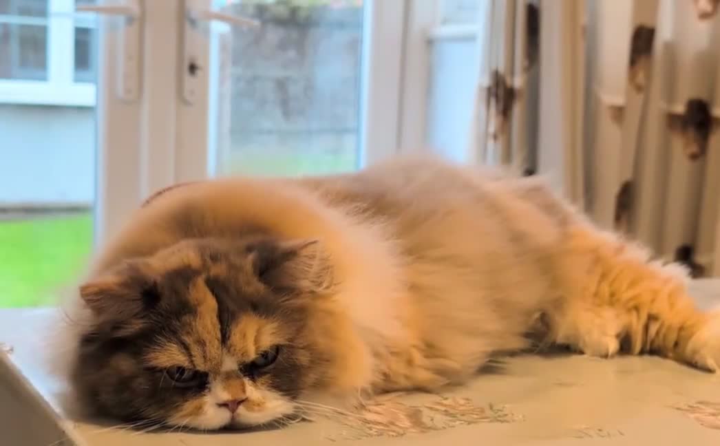 British Longhair cats for sale: TICA Active Cinnamon tortie BLH  - Video 2