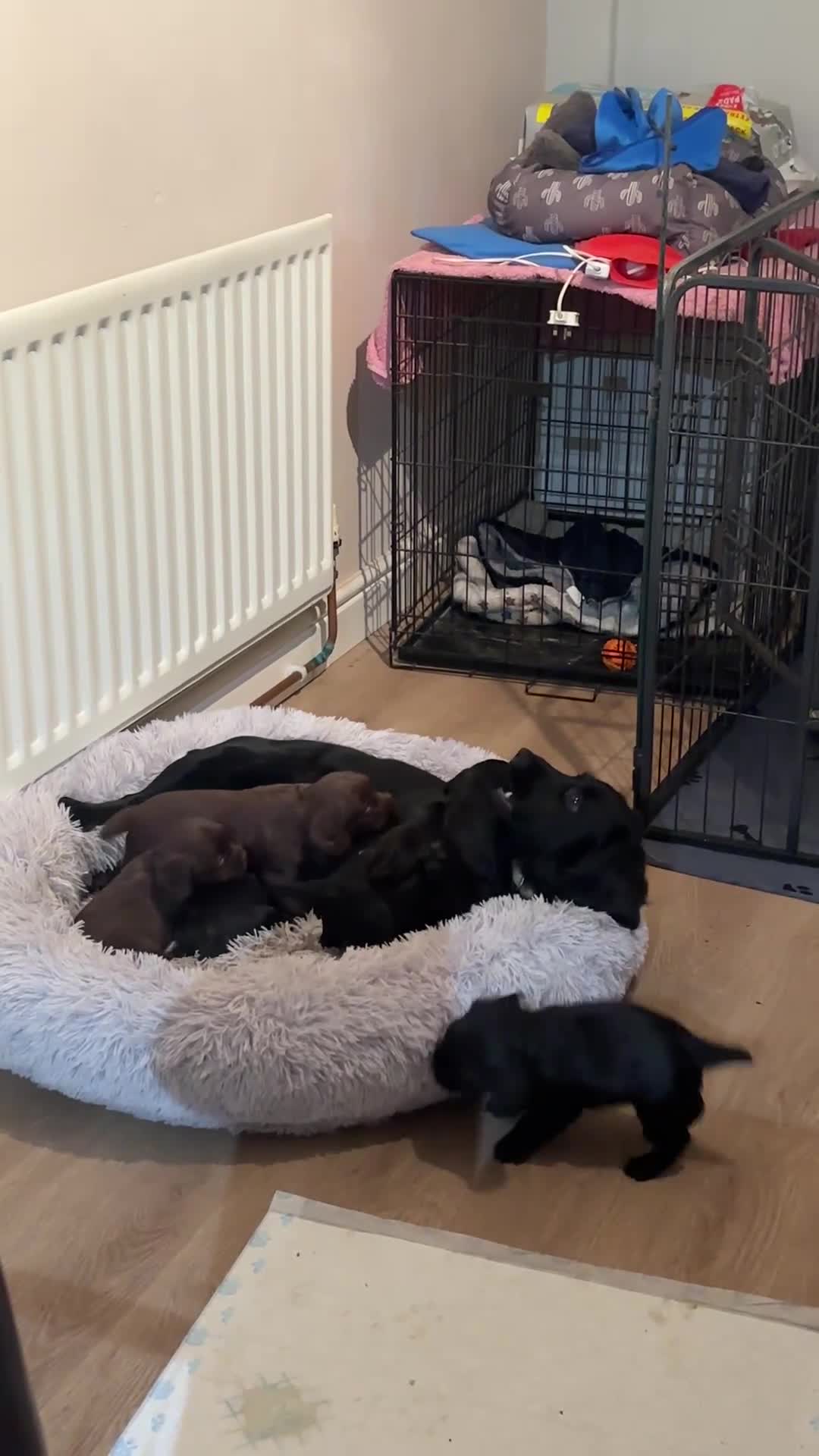 Cocker Spaniel dogs for sale: Working cocker spaniel pups  - Video 1