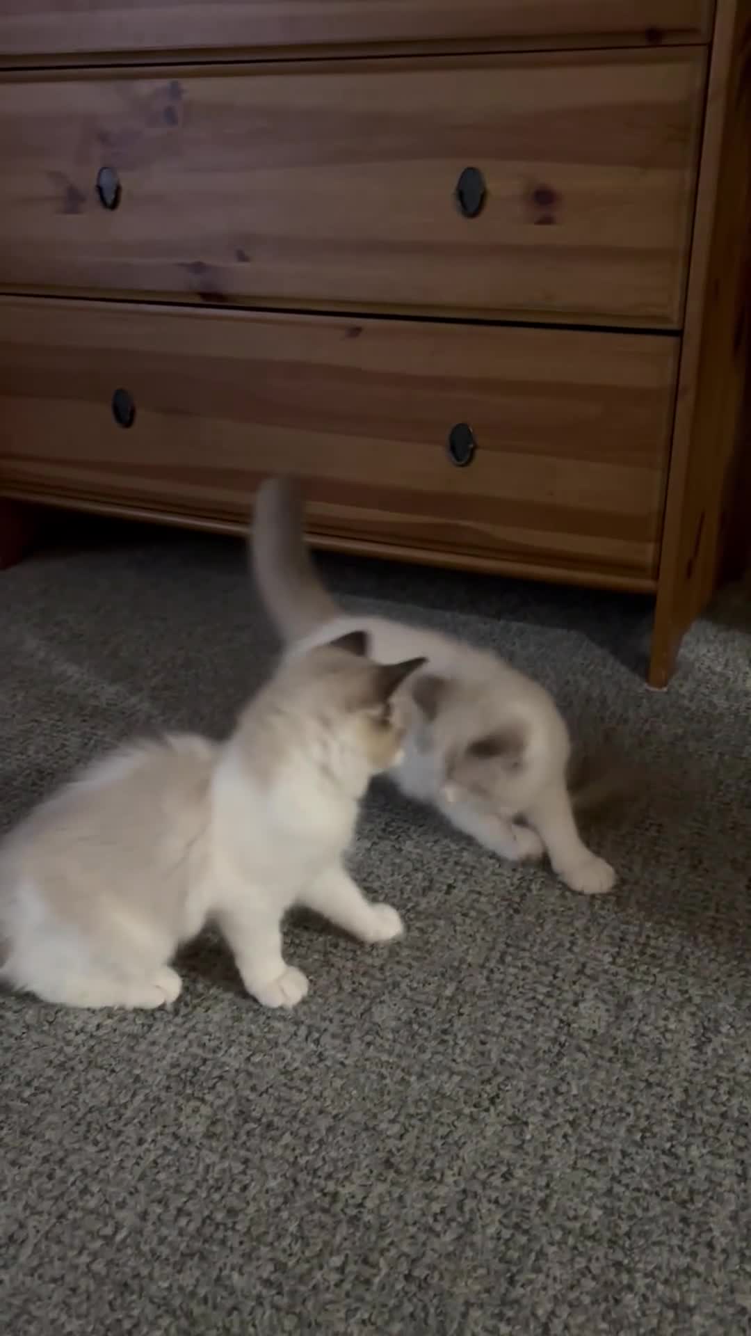 Ragdoll cats for sale: NEW LITTER AVAILABLE Ragdoll Kittens💙💕💙💕  - Video 1