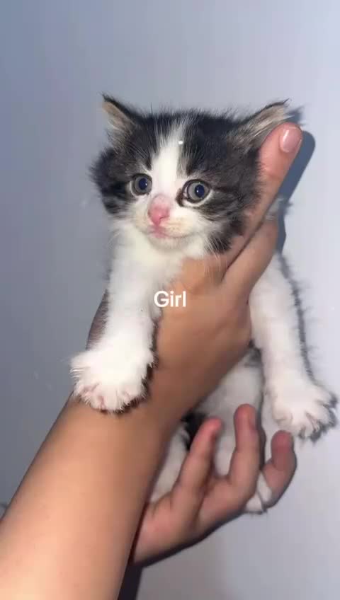 Mixed Breed cats for sale: Furry friends  - Video 5