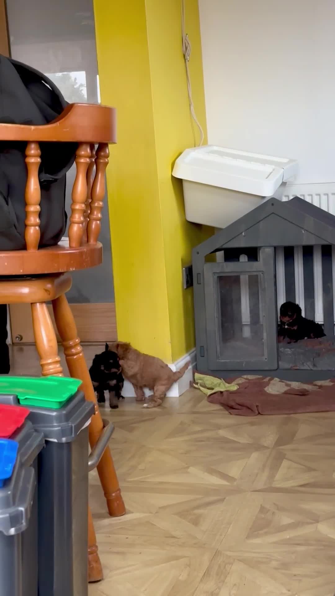 Cavapoo dogs for sale: Beautiful F1b cavapoo puppies - Video 2